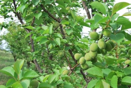 Dünyanın erkenci kayısını üreten Mut, 20 bin ton ihracat yapacak