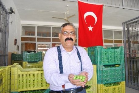Dünyanın erkenci kayısını üreten Mut, 20 bin ton ihracat yapacak