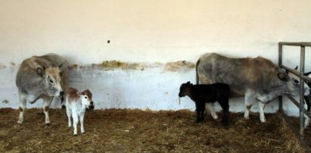 Dünyanın ilk klon inekleri anne oldu