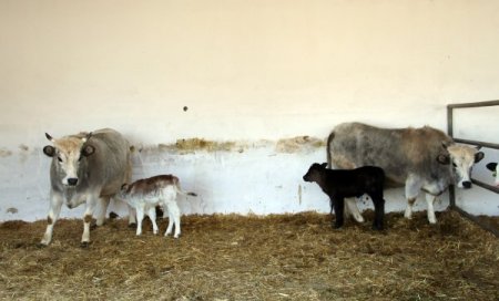 Dünyanın ilk klon inekleri anne oldu
