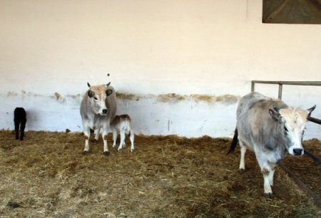 Dünyanın ilk klon inekleri anne oldu