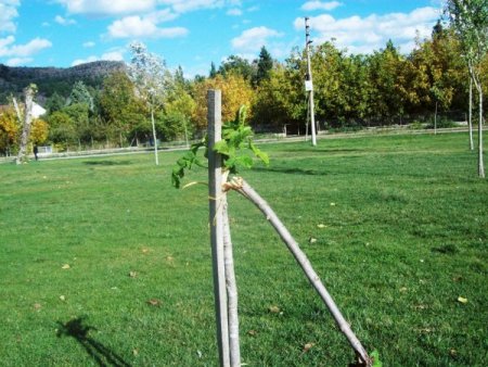 Dursunbey'de ağaç katliamı