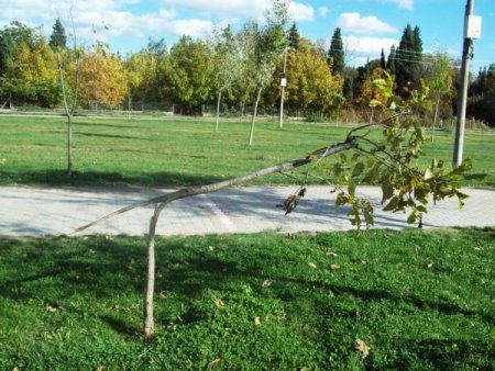 Dursunbey'de ağaç katliamı
