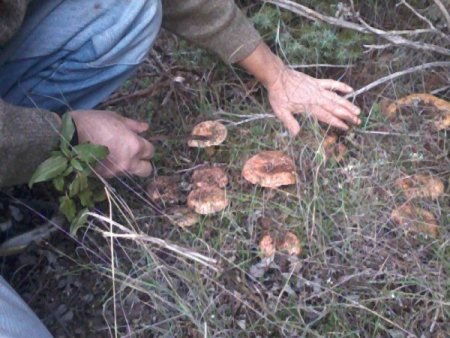 Dursunbey'de melki mantarının mevsimi geldi