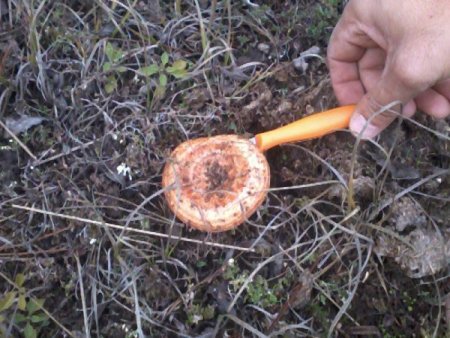 Dursunbey'de melki mantarının mevsimi geldi