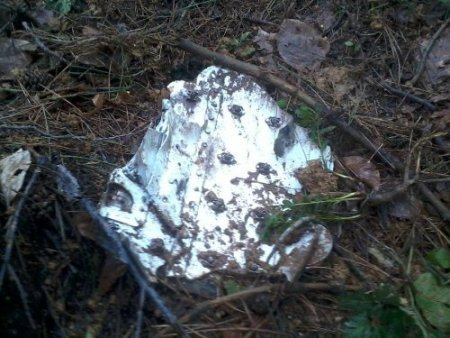 Düşen F-16 savaş uçağı ile ilgili detaylar ortaya çıkmaya başladı