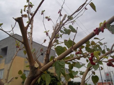 Dut ağacı aralık ayında meyve verdi