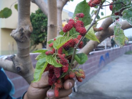 Dut ağacı aralık ayında meyve verdi