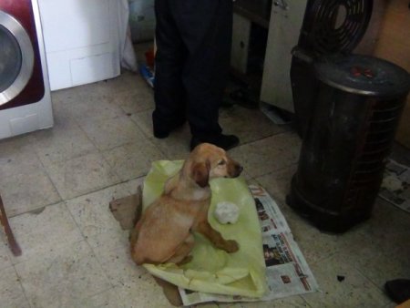 Duyarlı esnaf, donmak üzere bulduğu köpeği kurtardı