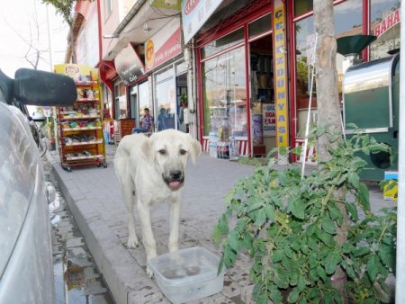 Duyarlı Esnaf Aşırı Sıcaklarda Sokak Hayvanlarını Unutmadı