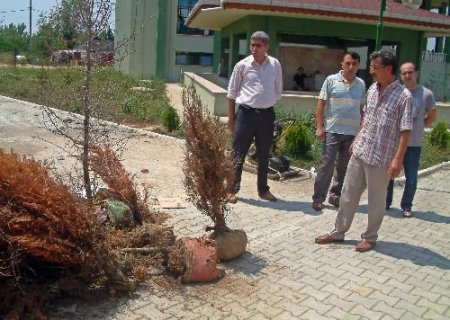 Düzce Metek Toki Konutlarında Ağaç Katliamı