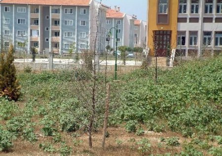 Düzce Metek Toki Konutlarında Ağaç Katliamı