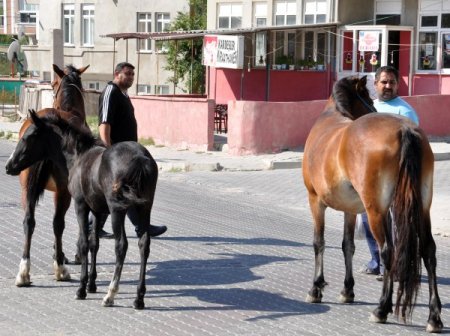 Edirne’de başıboş atlar toplanıyor