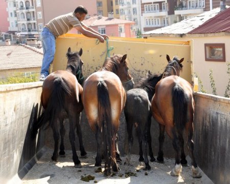 Edirne’de başıboş atlar toplanıyor