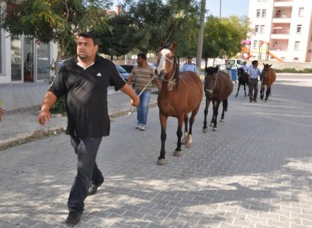 Edirne’de başıboş atlar toplanıyor