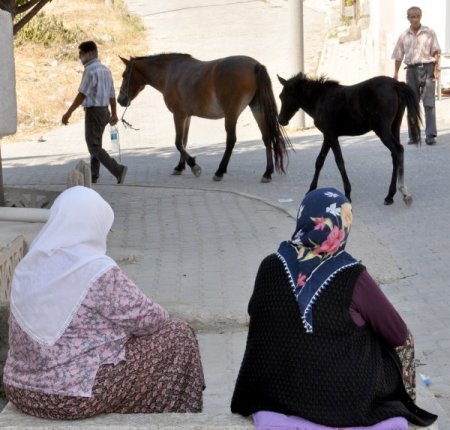 Edirne’de başıboş atlar toplanıyor