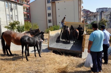Edirne’de başıboş atlar toplanıyor