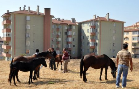 Edirne’de başıboş atlar toplanıyor