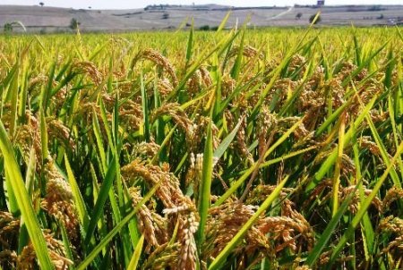 Edirne'de Çeltik Hasadı Başladı