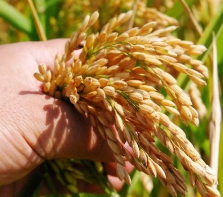 Edirne'de Çeltik Hasadı Başladı