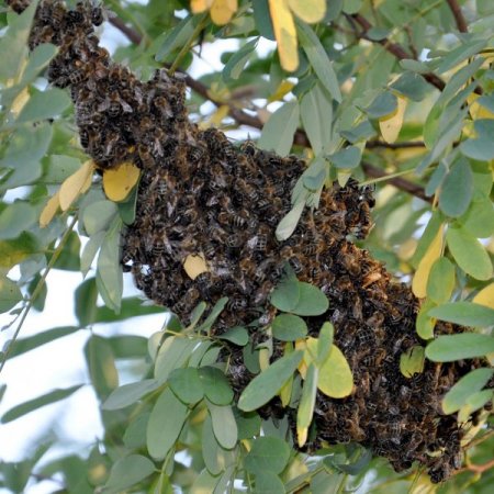 Edirne'de eylül ayında oğul veren arılar şaşırttı