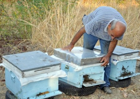Edirne'de eylül ayında oğul veren arılar şaşırttı