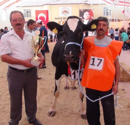Edirne'de hem inekler hem de buzağılar podyuma çıktı
