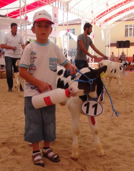 Edirne'de hem inekler hem de buzağılar podyuma çıktı