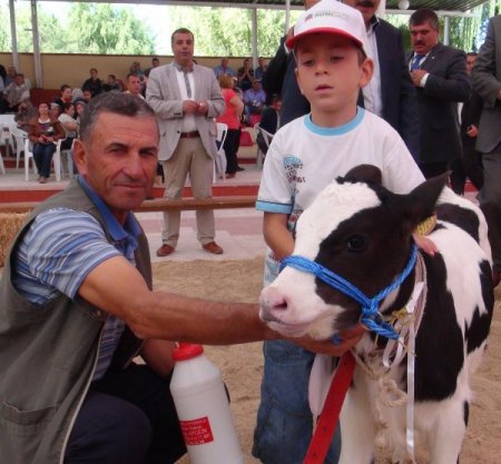 Edirne'de hem inekler hem de buzağılar podyuma çıktı