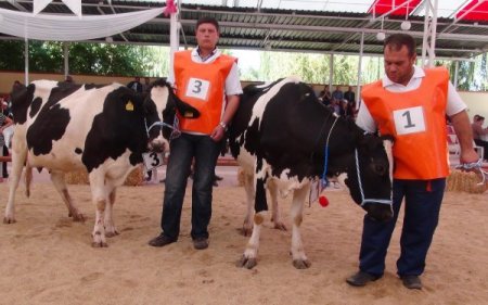 Edirne'de hem inekler hem de buzağılar podyuma çıktı