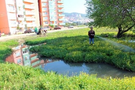 Edremit Belediyesi haşere mücadelesi başlattı