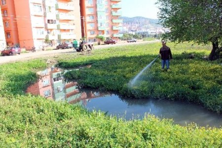 Edremit Belediyesi haşere mücadelesi başlattı