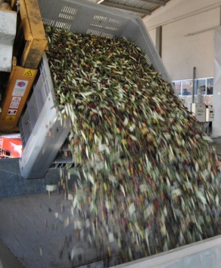 Edremit Körfezi'nde ilk hasat zeytinyağı sıkımı yapıldı