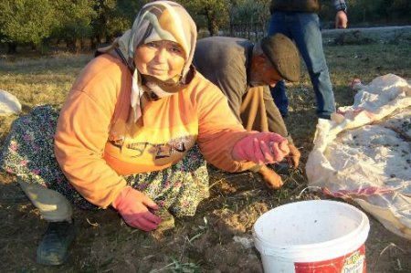 Edremit Körfezi'ndeki Zeytin Üreticileri Sıkıntılı