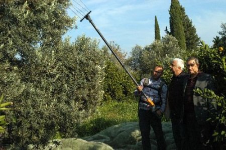 Edremit Körfezi'ndeki Zeytin Üreticileri Sıkıntılı