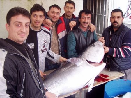 Edremitli Balıkçılar 110 Kiloluk Orkinos Yakaladı
