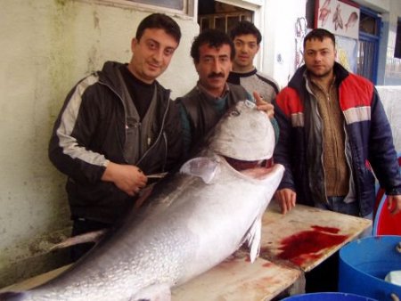 Edremitli Balıkçılar 110 Kiloluk Orkinos Yakaladı