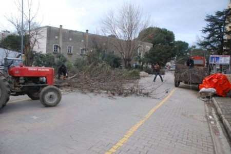 Edremit’te Ağaçlar Budandı