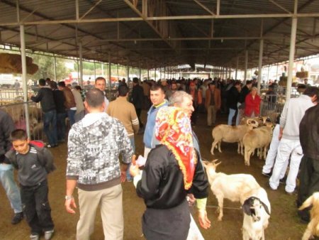 Edremit’teki kurbanlık pazarında arife günü hareketliliği yaşanıyor
