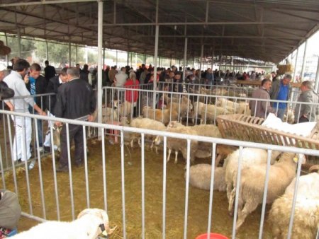 Edremit’teki kurbanlık pazarında arife günü hareketliliği yaşanıyor