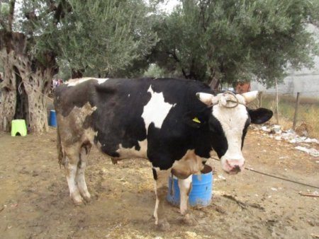 Edremit’teki kurbanlık pazarında arife günü hareketliliği yaşanıyor