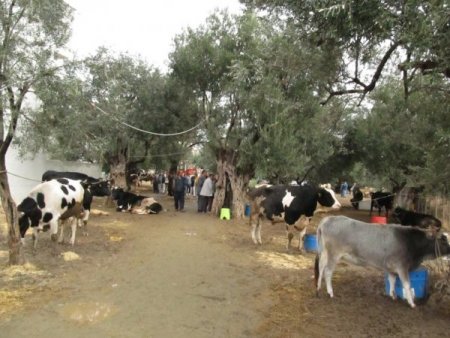 Edremit’teki kurbanlık pazarında arife günü hareketliliği yaşanıyor