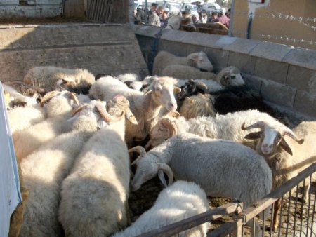 Eflani'de kurbanlıklar pazara indi