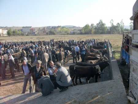 Eflani'de kurbanlıklar pazara indi