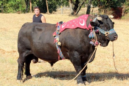 Ege Bölgesi Boğa Güreşlerine Hazırlanıyor