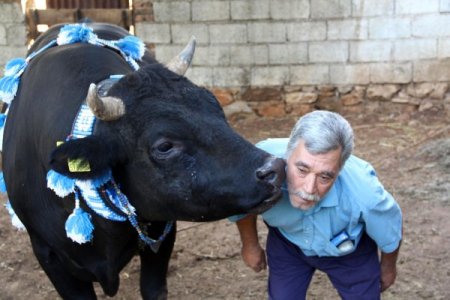 Ege Bölgesi Boğa Güreşlerine Hazırlanıyor