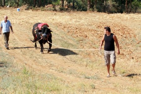 Ege Bölgesi Boğa Güreşlerine Hazırlanıyor