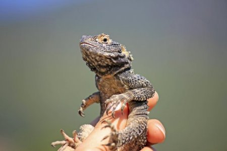Ege Bölgesi'nin yaban hayatı belgesel ffilme konu oldu