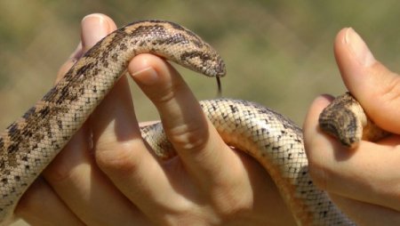 Ege Bölgesi'nin yaban hayatı belgesel ffilme konu oldu