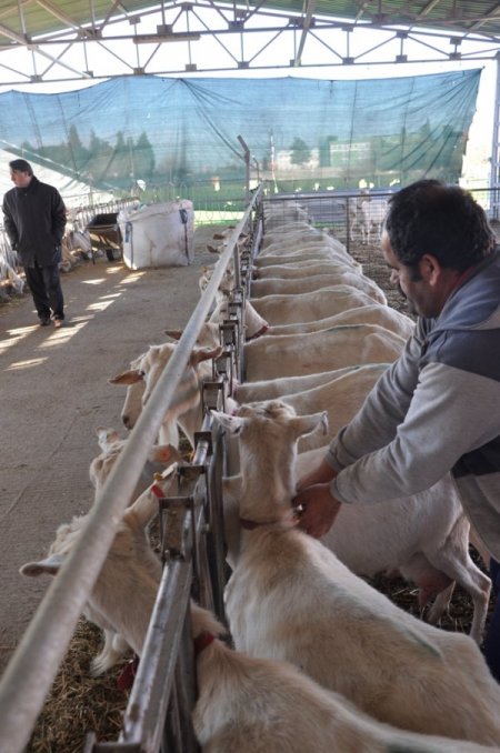 Ege Ziraat'te keçiler hem mevsiminde hem de mevsim dışı doğuruyor